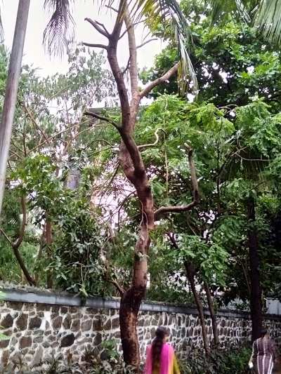 BMC is Yamraj of Trees