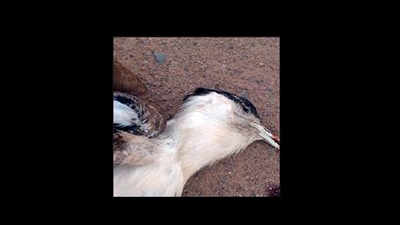 Another Great Indian Bustard dies after hitting high-tension wire