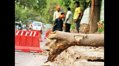 No tree felling for south Delhi project: Centre