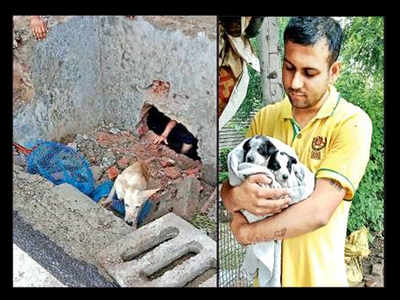 Panchkula witnesses 2 cases of cruelty towards stray dogs | Chandigarh News  - Times of India