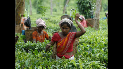 Govt aid for pregnant women in tea gardens