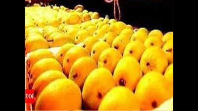 Mango fest: Malda variety finds many takers