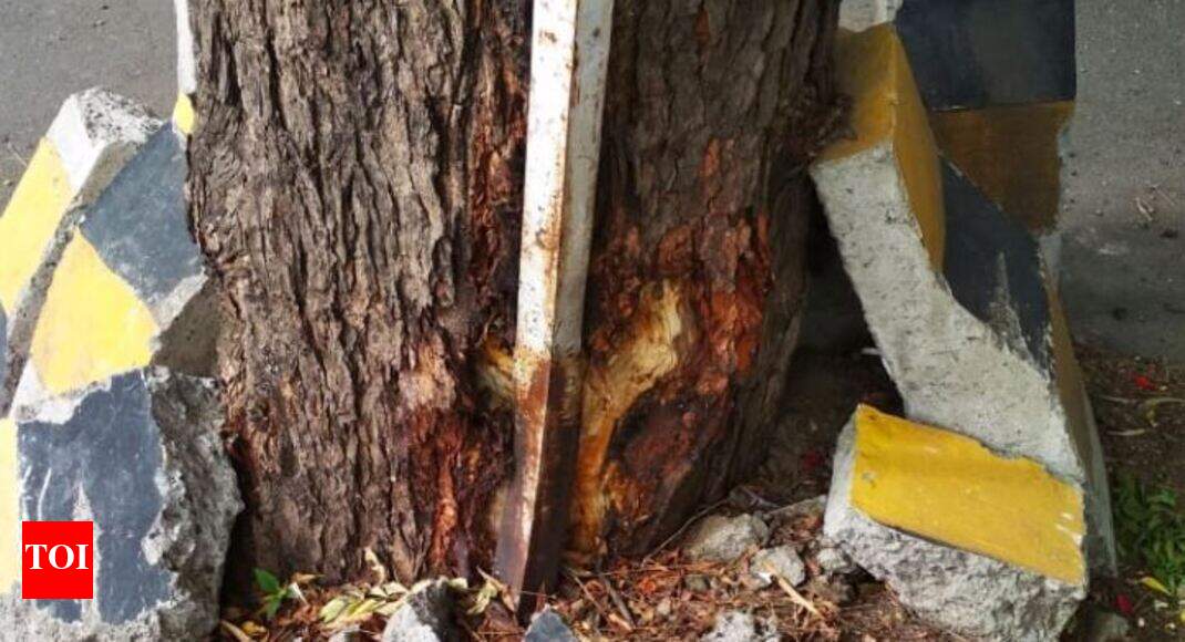 Chemicals Being Used To Kill Neem Trees Nashik Activists Chemicals Being Used To Kill Neem Trees Nashik Activists News Times Of India