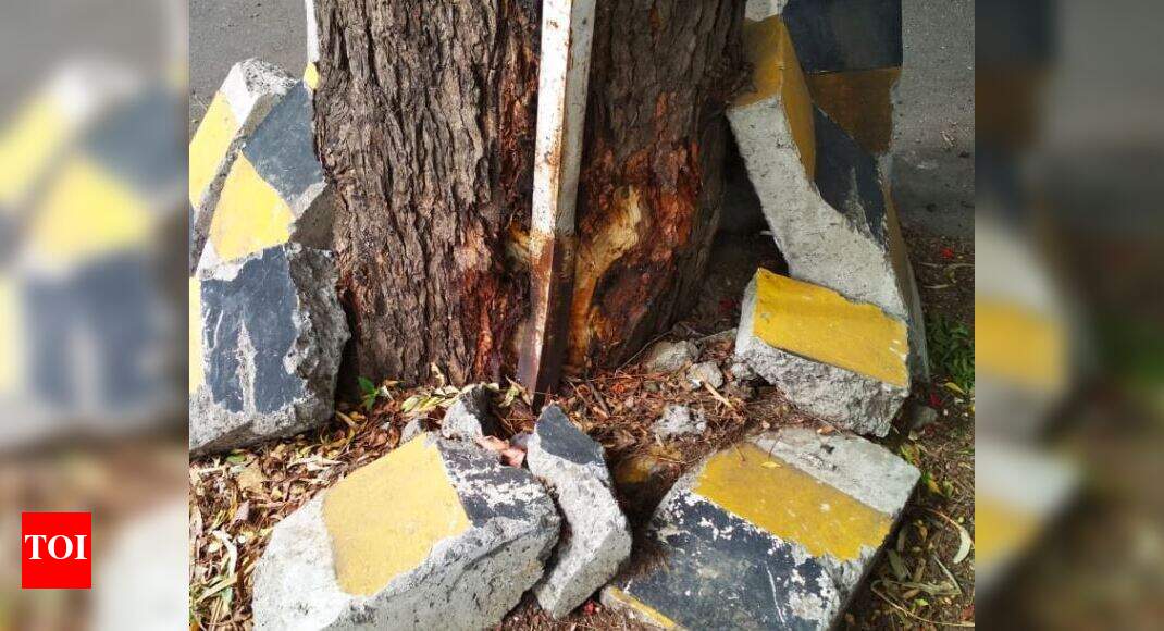 Chemicals being used to kill Neem trees Nashik activists Nashik News