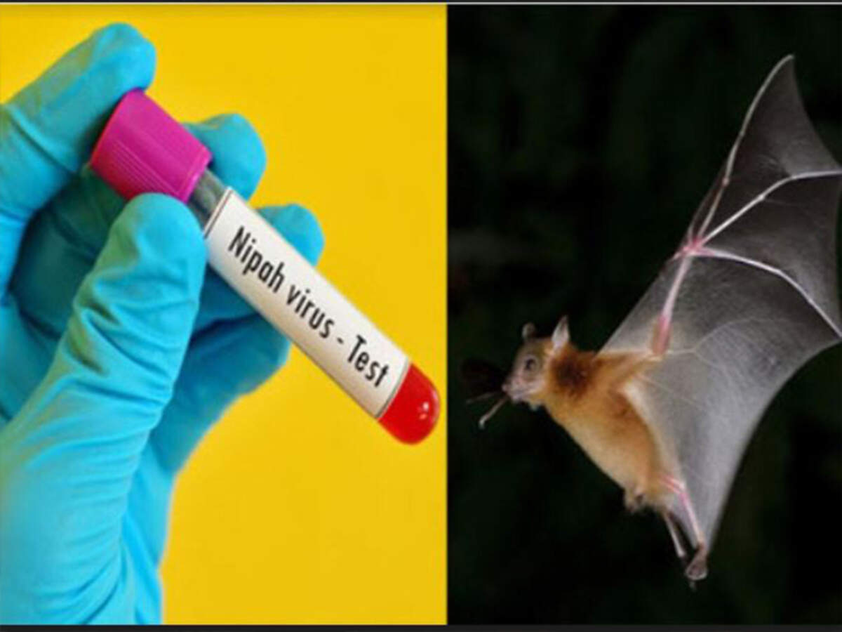 Kozhikode Malappuram Declared Nipah Free Kozhikode News Times Of India