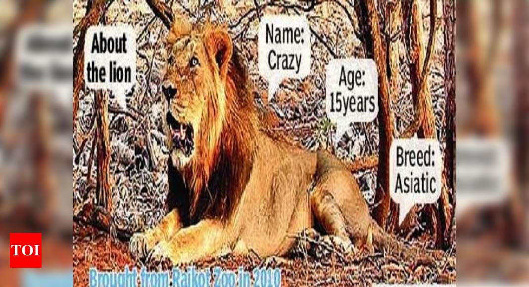 ‘Untreated’ wound killed Asiatic lion | Hyderabad News - Times of India