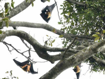 ICMR confirms fruit bats as the source of deadly NIPAH virus