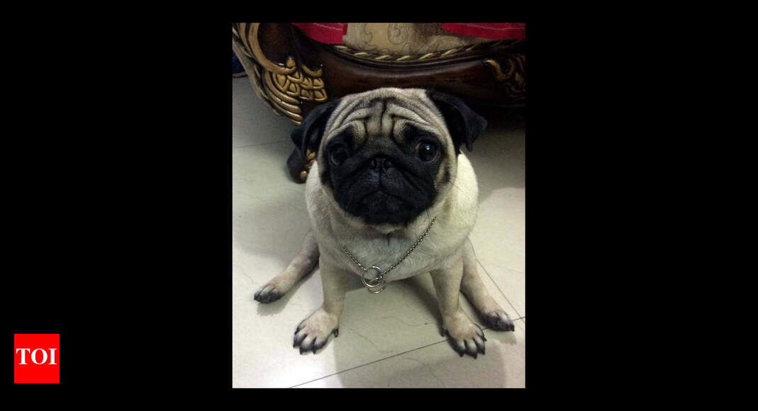 Pet Dog: Pug goes missing, owner announces Rs 25,000 reward | Noida ...