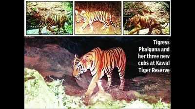 3 new tiger cubs spotted at Kawal tiger reserve