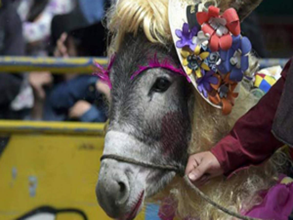 Donkey wins Colombian pageant disguised as a girl