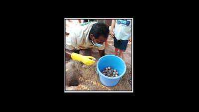 Rain destroys Olive Ridley turtle eggs in Agonda