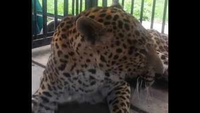 22-year-old female panther dies at Nehru Zoological Park