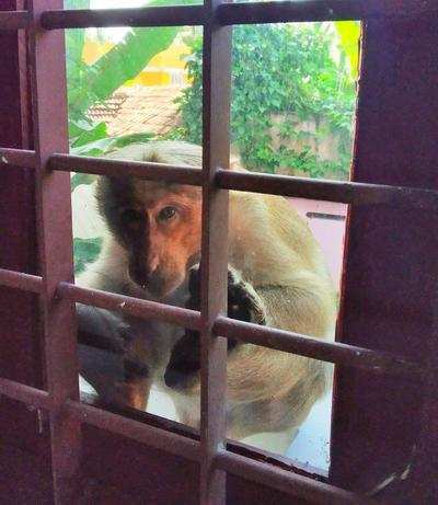 Monkeys in the City: The Urban Wildlife Syndrome and the