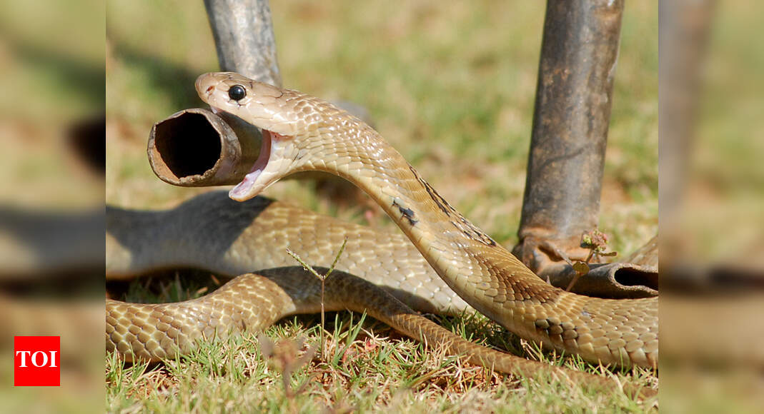 Snake Snake Causes Panic At Dayalbagh University Agra News Times 