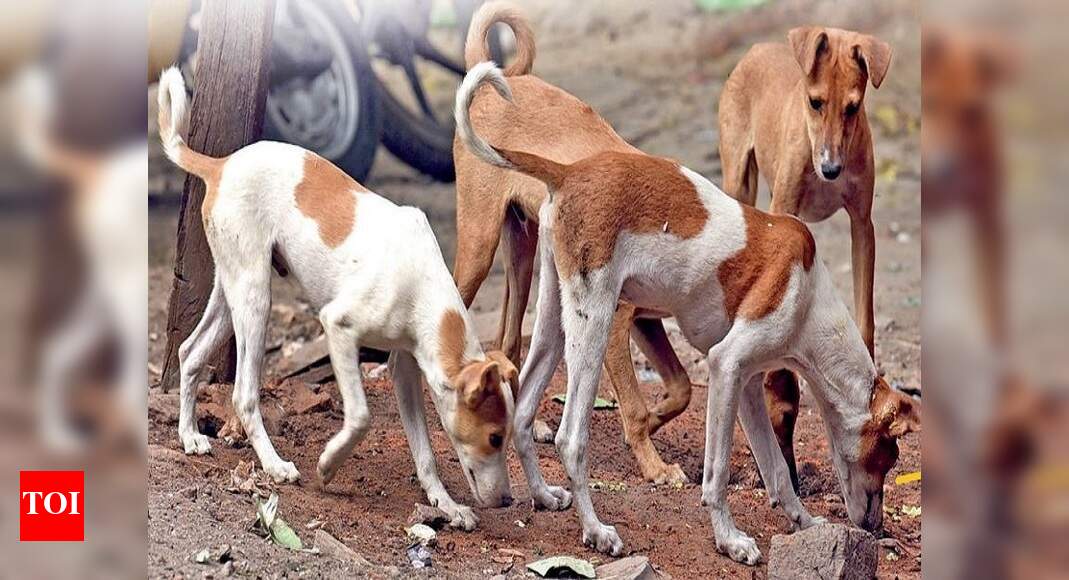 17 vet hospitals to have sterilisation units to cut down stray dog menace | Delhi News - Times of India 17 vet hospitals to have sterilisation units to cut down stray dog menace | Delhi News - Times of India