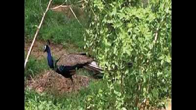 67 peacocks, treated for Newcastle disease, released