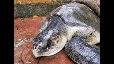 Disabled turtle gets ready for 2nd innings at rehabilitation centre