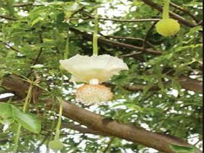 Flowers from rare African tree bloom at University of Agricultural ...