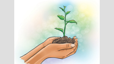 Eyewash? Why planting 10 saplings for every tree lost is not the answer