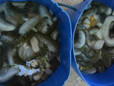 400 kg sea cucumber worth Rs 8 lakh seized in Tamil Nadu