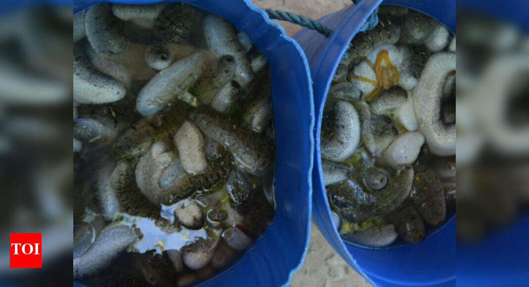 400 kg sea cucumber worth Rs 8 lakh seized in Tamil Nadu India News Times of India