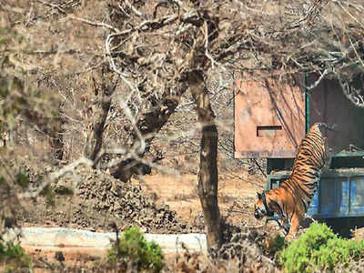 Rajasthan fails to ensure genetic diversity of tigers at Mukundra: NTCA to HC