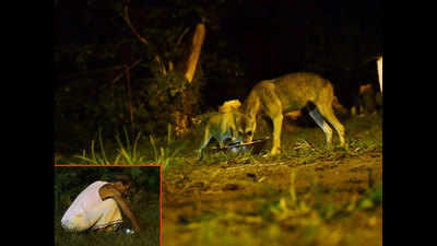 Kolkata: Senior citizen feeds pack of jackals trapped in urban jungle