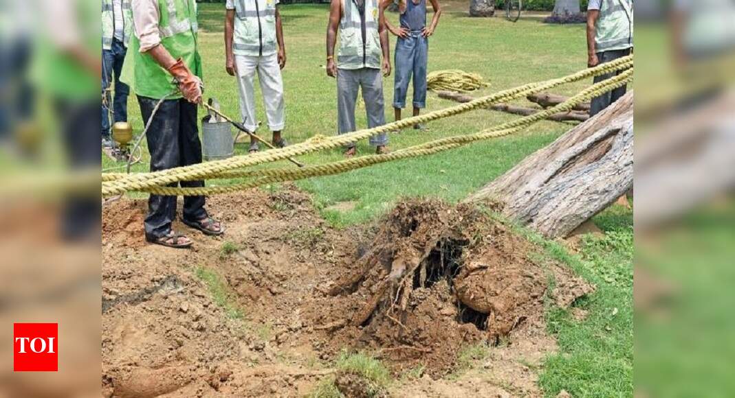 Bringing a tree back to life Initial hours crucial Delhi News