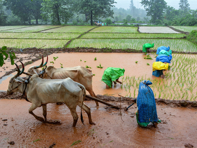 7 farmer suicides a day in Maharashtra despite loan waiver