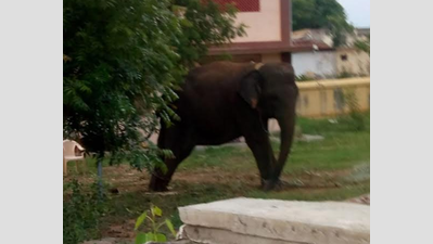 Permission sought to shift Samayapuram temple elephant to Orathanadu for treatment