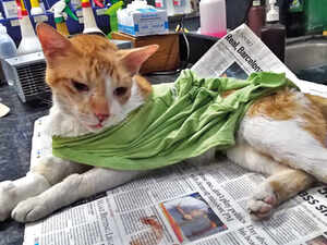 Soc residents gather human and animal docs to save life of neighbourhood cat