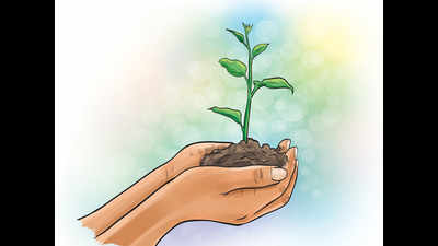 1,500 saplings planted by customs team