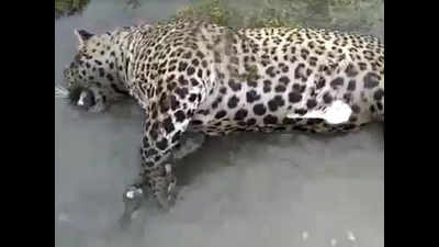 Leopard found dead in Singur dam