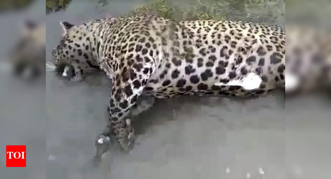 Leopard found dead in Singur dam | Hyderabad News - Times of India