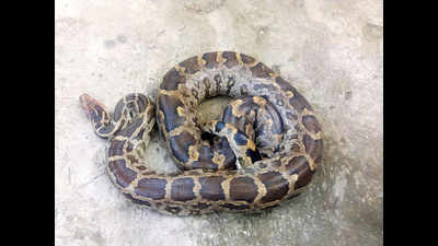 9ft python found in Vellore village, released in forest