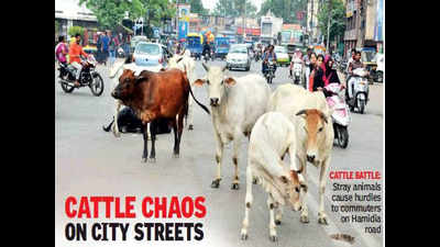 Stray animals cause 10% accidents on Bhopal roads