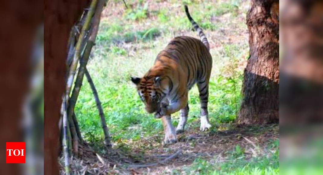 Delhi zoo: Royal Bengal tiger 'caged' for third time | Delhi News ...