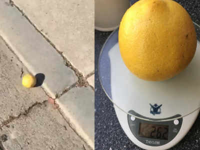 This lemon went viral for taking a 'stroll' down the street