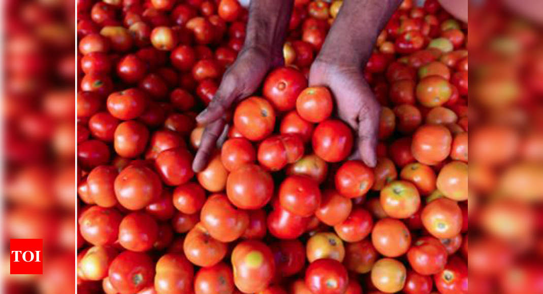 Mumbai Tomato Price Mumbai Tomato shoots to Rs 48 per kg leaving