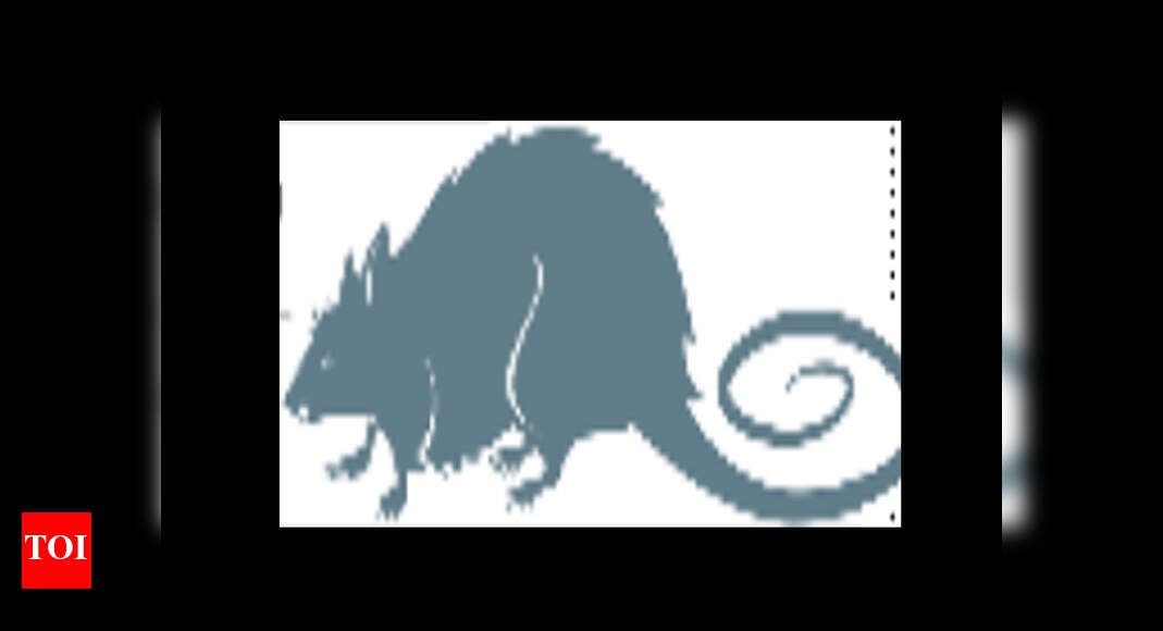 Municipal staffers rid Mumbai of two lakh rats in six months | Mumbai ...