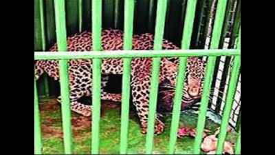 Rescued leopard brought to Hyderabad zoo, treated for injuries