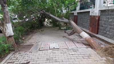Fallen tree blocks pavement