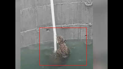 MP: Leopard rescued from well in Neemuch