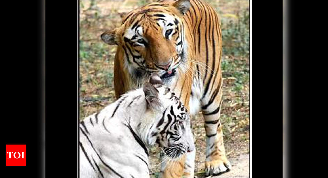 Delhi zoo welcomes three white tiger cubs after 7 years - India Today