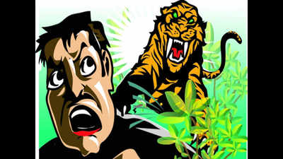 Tiger attacks cyclist in Kheri forest road, tries to drag him away