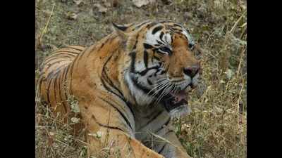 MP govt suspends shifting of tigers to Odisha after 'threat' from villagers