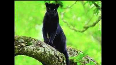 If you want to spot black panther at Kabini, go on full or new moon day