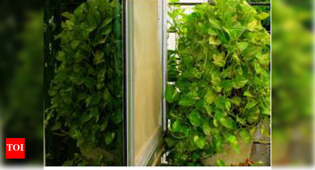 �Indoor plants can be engineered to monitor home health