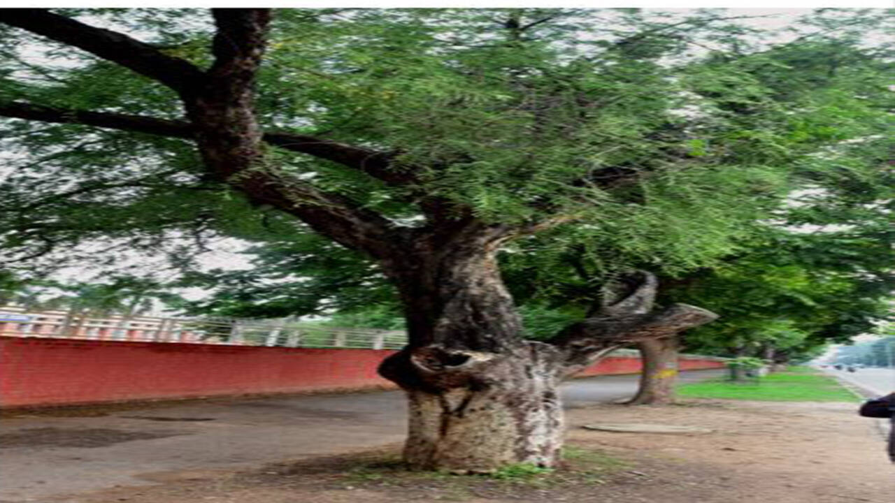 felling trees definition
