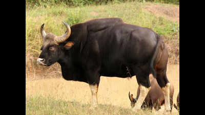 Indian gaur rescued from well after 6-hour operation